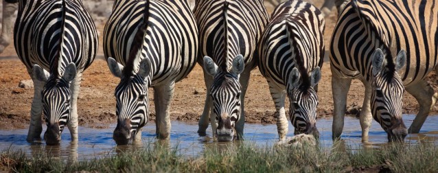 Five Zebras at a Watering Hole