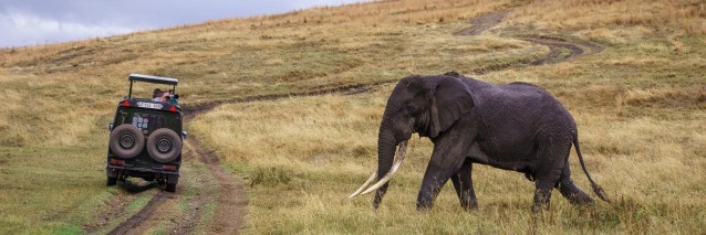 Elephant and Photographers in Ngorongoro Crater
