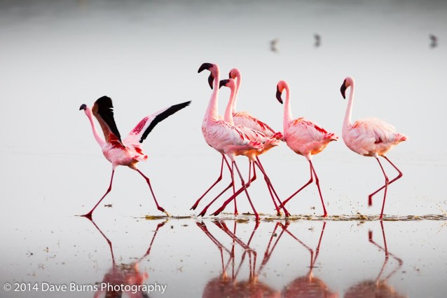 Flamingos Taking Off