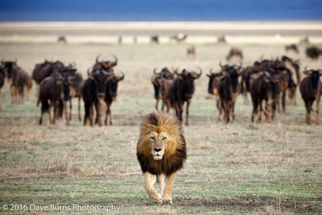 Lion and Wildebeest in the Crater