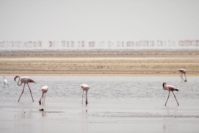 Not a good picture of flamingos