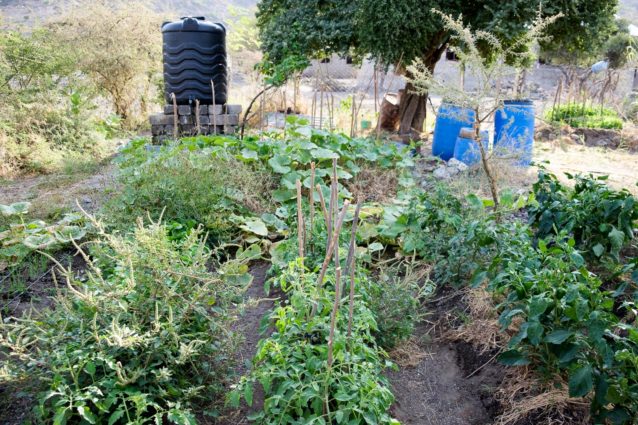 Garden at the School