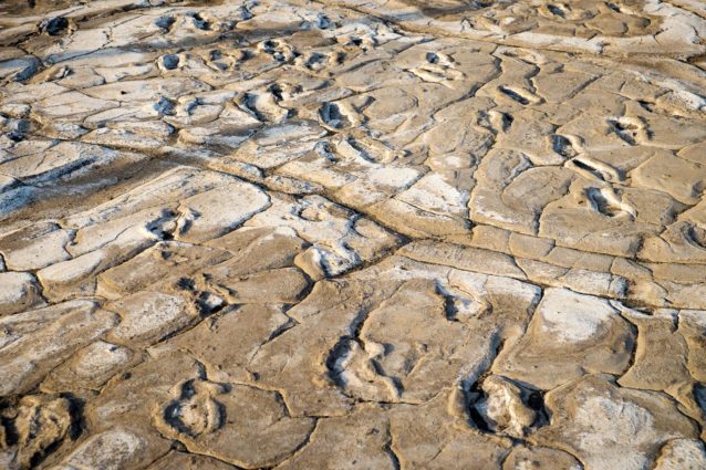 Lots of Footprints at Engare Sero