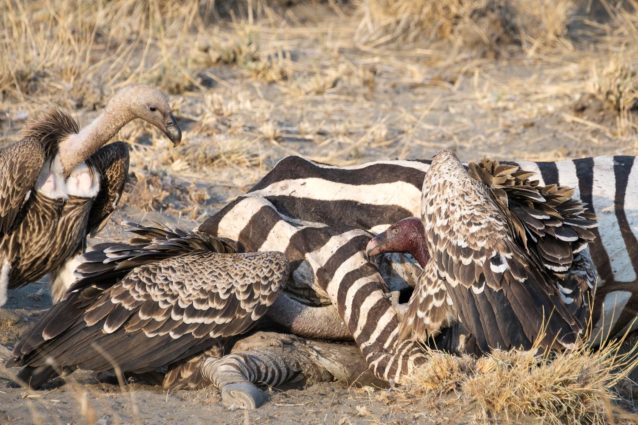 Vultures at a Zebra Kill