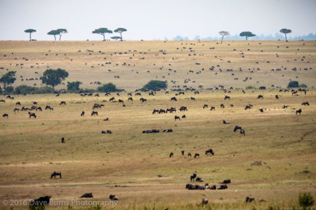 Herds near Kogatende