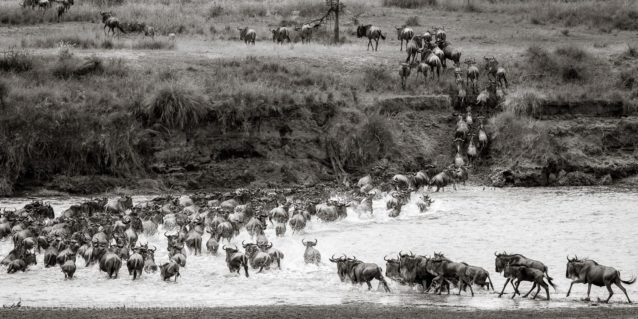Wildebeest Crossing 1