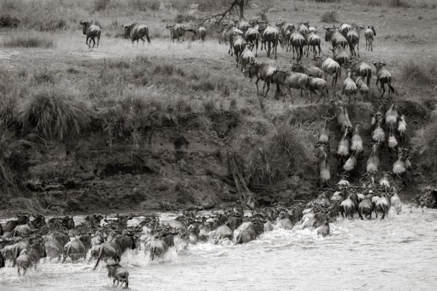 Wildebeest Crossing 2