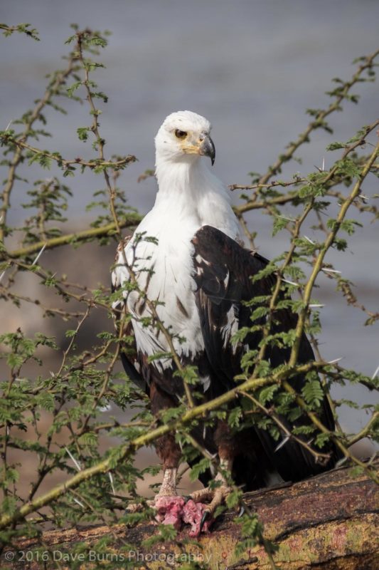 Fish Eagle with Kill