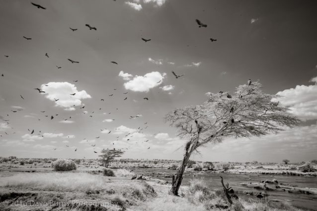 Griffon Vultures at the Mara (Infrared)