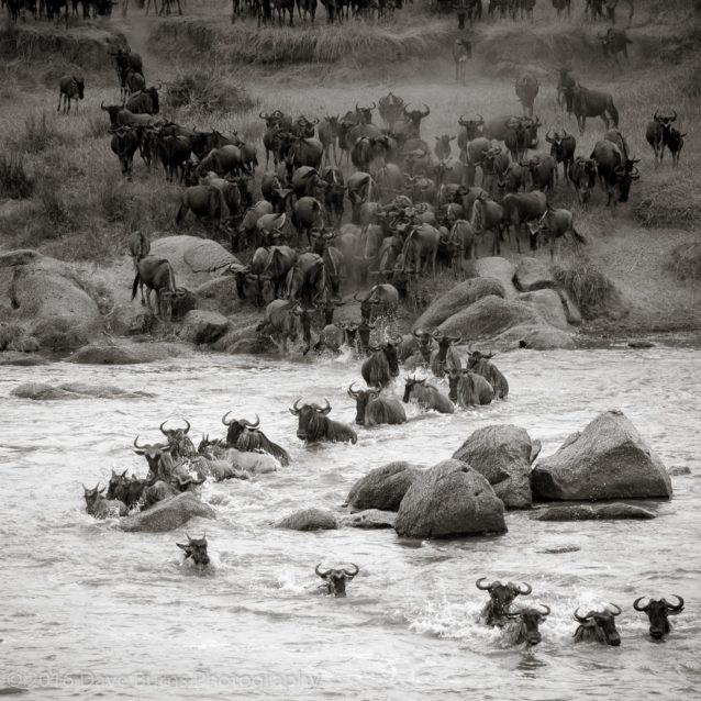 Wildebeest Crossing 3