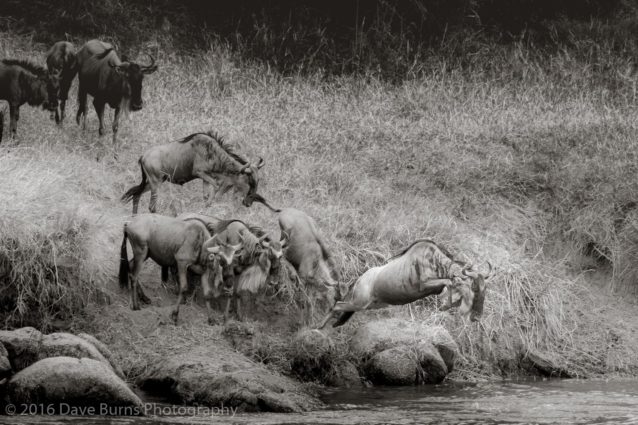 Wildebeest Crossing 4