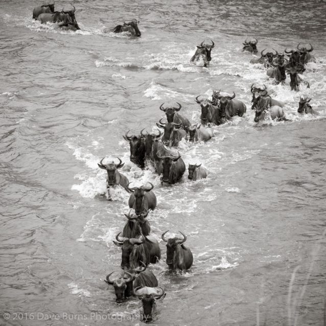 Wildebeest Crossing 5