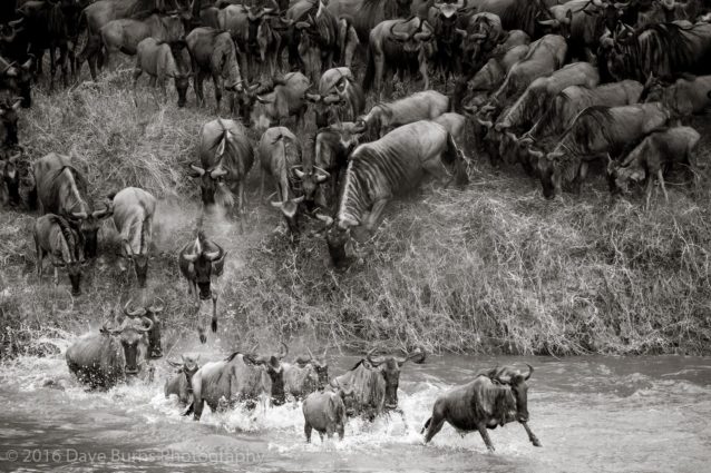 Wildebeest Crossing 6