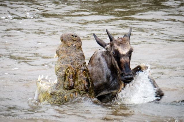 Croc Taking a Young Wildebeest