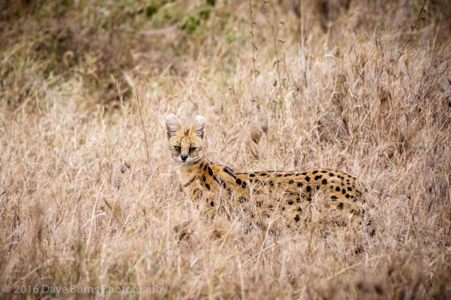 Serval Cat in the Tall Grass