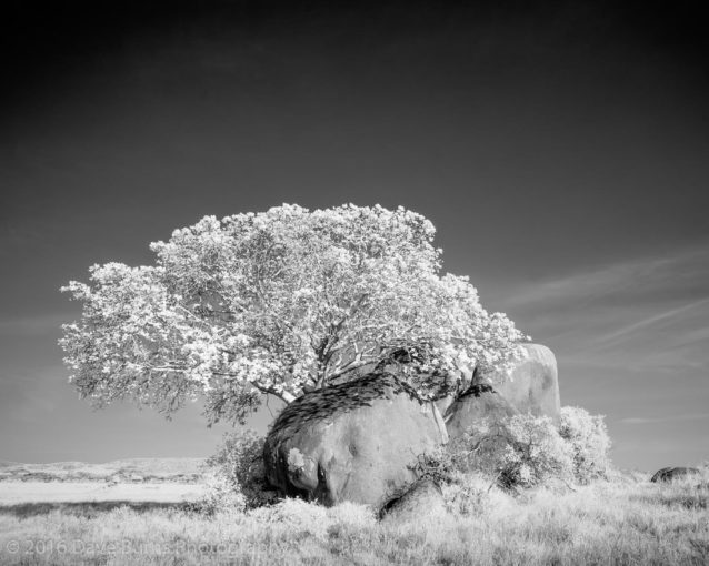 Tree and Rocks on the Plain (Infrared)