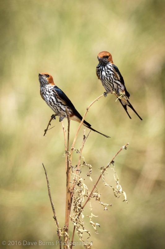 Striped Swallows