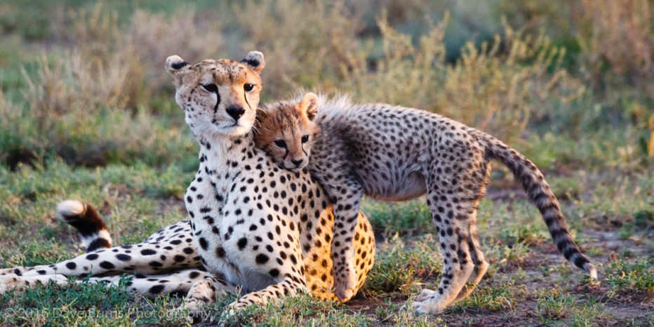 Cheetah mother and cubs