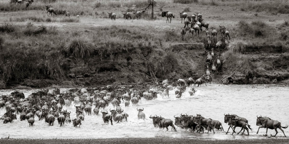 Wildebeest Crossing