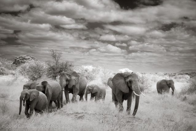 Elephants Emerging from the Bush (Infrared)