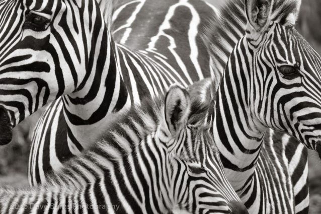 Zebra Family