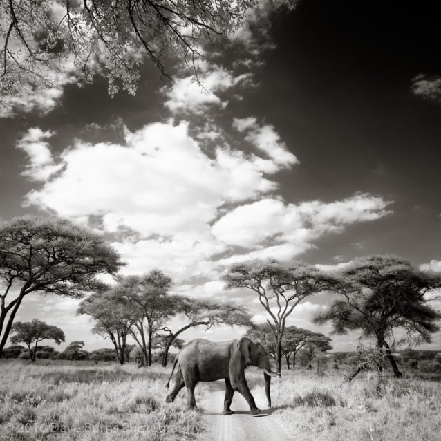 Elephant Crossing (Infrared)