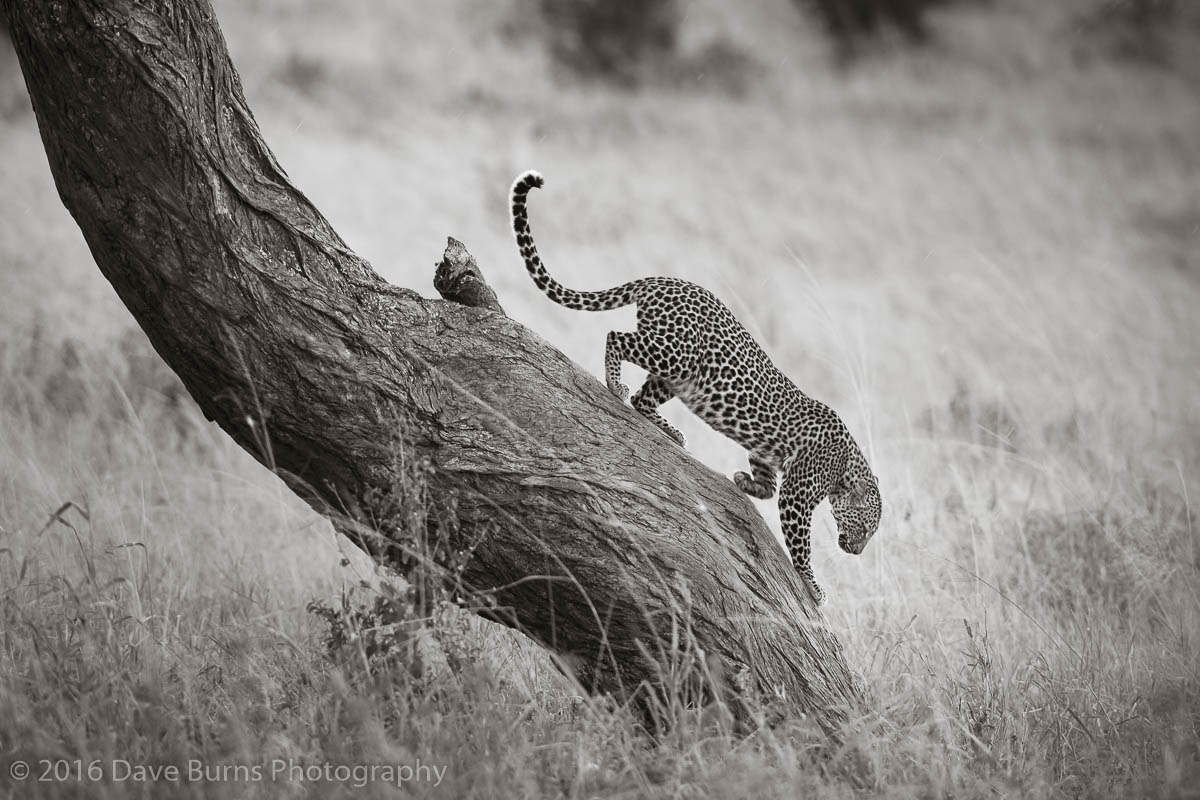 Leopard Walking Down Tree