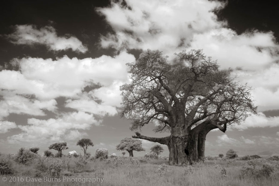 Baobab and Clouds