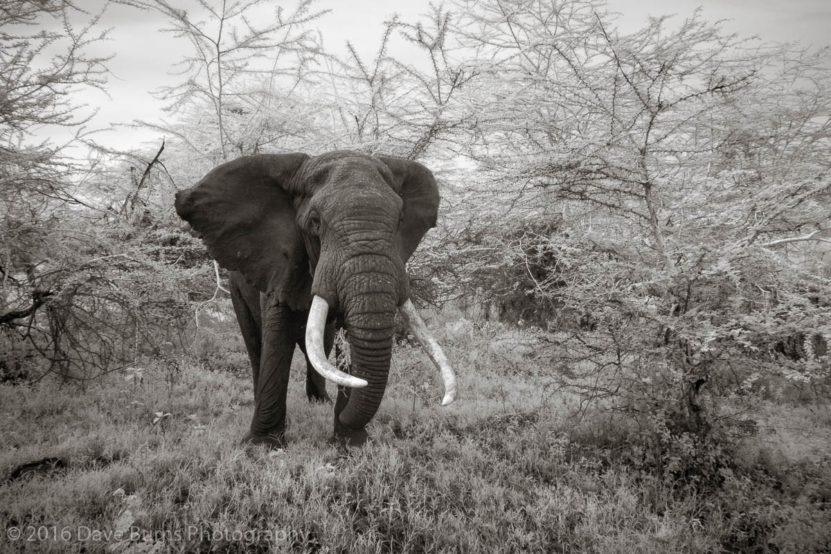 Tusker in the Crater