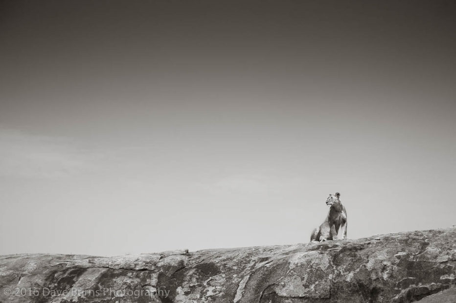 Lone Lioness on Kopje