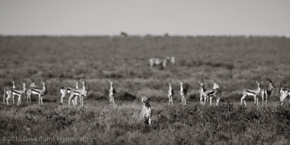 Cheetah and Gazelles in the Short-Grass Plains