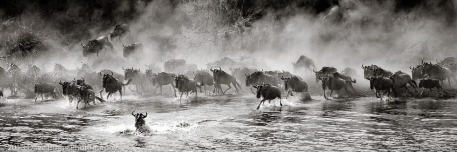 Wildebeest Charging Through Dust and Water