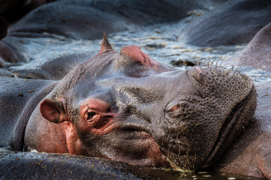 Sleepy Hippo