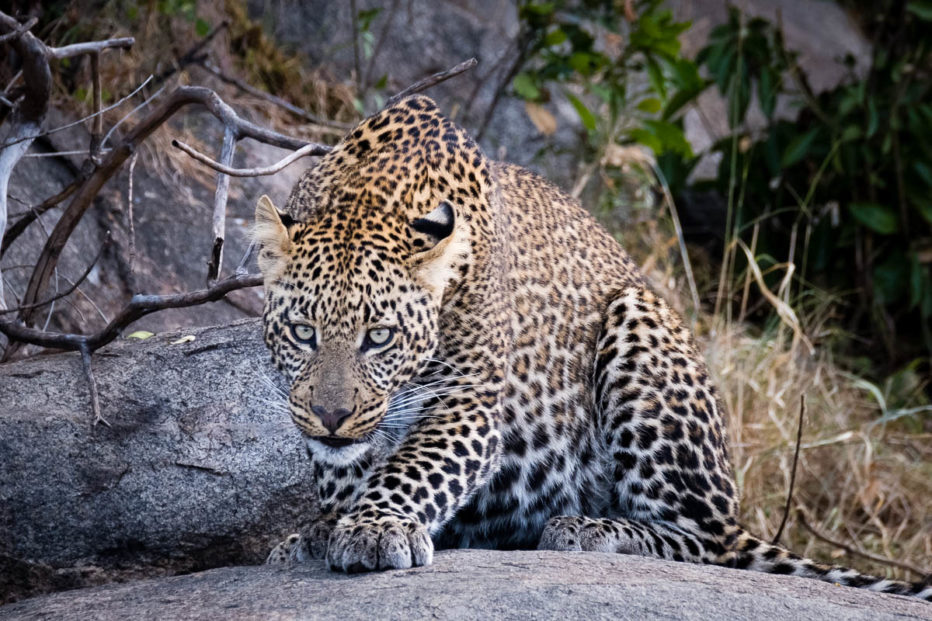 Crouching Leopard